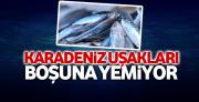 Hamsi buna da faydalı