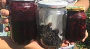 Kanser düşmanı aronia’nin ilk hasadı yapıldı
