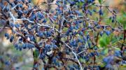 Karamuk dikeni diyabete çare mi oluyor?