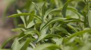 Diyabet Hastaları Stevia bitkisi (şeker otu) nedir?