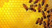 Vücut direncinizi ‘propolis’ ile artırın